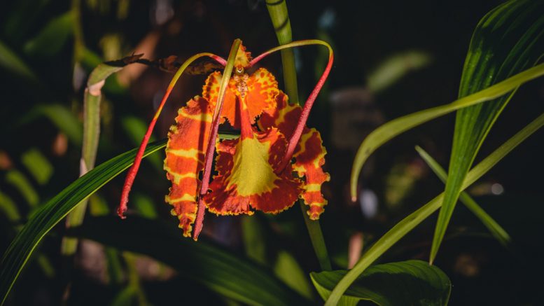 орхидей